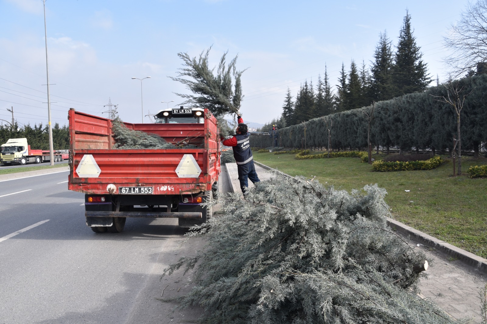 EREĞLİ’NİN MAVİ SERVİLERİ BUDANIYOR