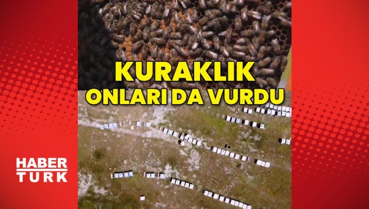 Çanakkale’de kuraklık arıları da vurdu