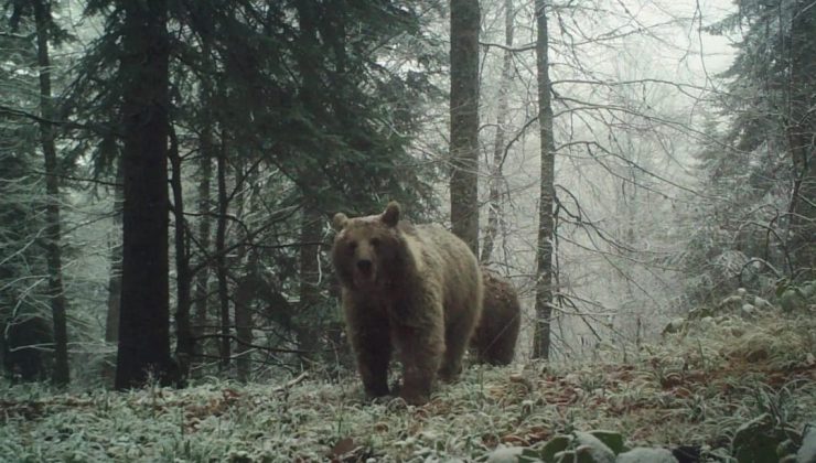 Havaların soğumasını bekleyen ayıları uyku tutmadı