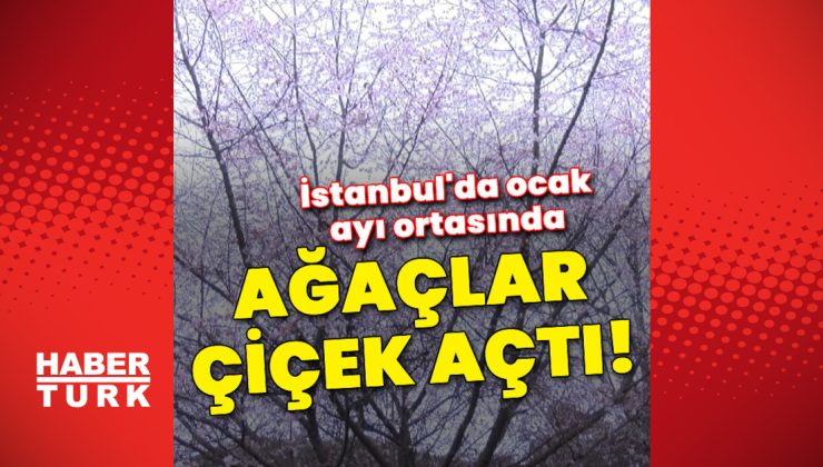 İstanbul’da ocak ayı ortasında ağaçlar çiçek açtı!