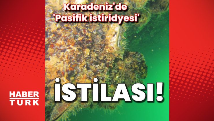 Karadeniz’de ‘Pasifik istiridyesi’ istilası