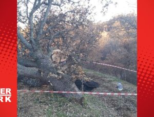 Kestiği ağacın altında kalan kişi öldü