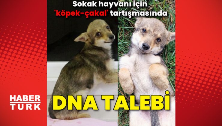 Sokak hayvanı için ‘köpek-çakal’ tartışmasında DNA talebi