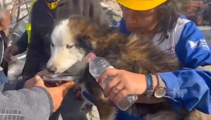 Aleks isimli köpek 23 gün sonra enkazdan canlı çıkarıldı