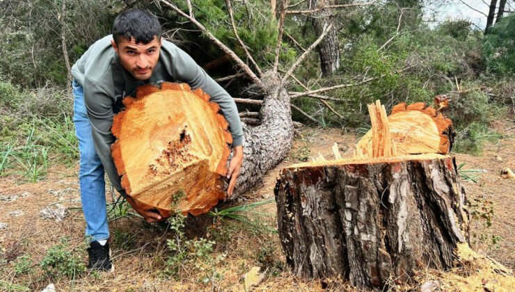 Antalya’da yarım asırlık ağaçları kesip, kaçtılar