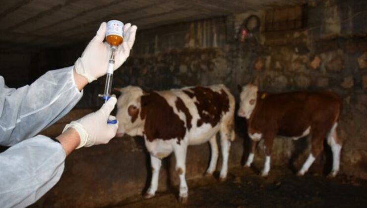 Kastamonu’da şap nedeniyle İnebolu ilçesi karantinaya alındı