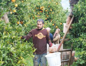 Turunçgil hasadı uyarısı