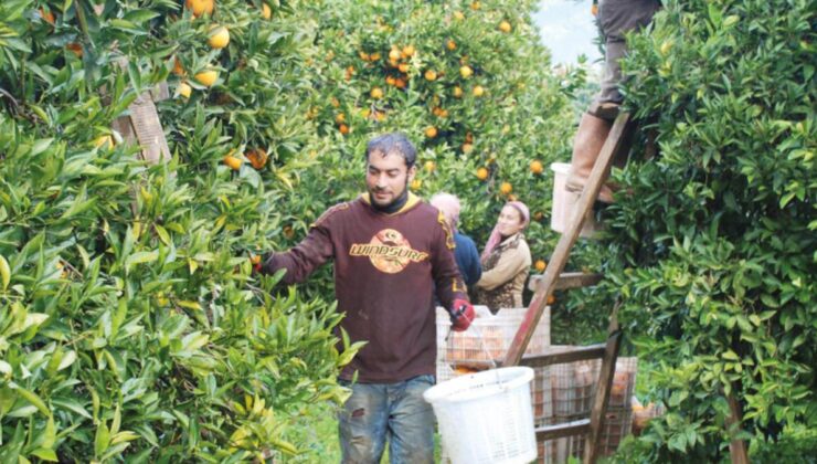 Turunçgil hasadı uyarısı