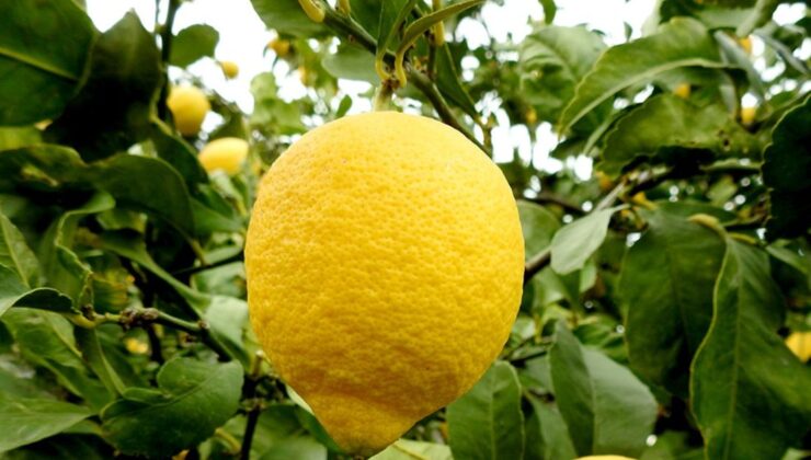 Üretici, nar ekşisi kararının benzerini limon suyu için de bekliyor