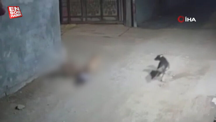 Irak’ta sokak köpeklerinin saldırısına uğrayan bebek yaralandı