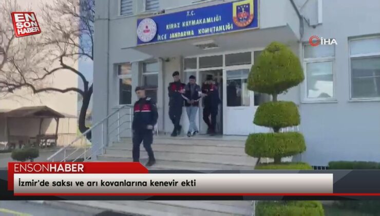 İzmir’de saksı ve arı kovanlarına kenevir ekti