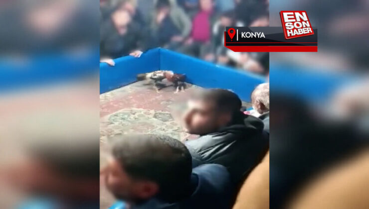 Konya’da hayvanları muhafaza derneğinde horoz dövüşü