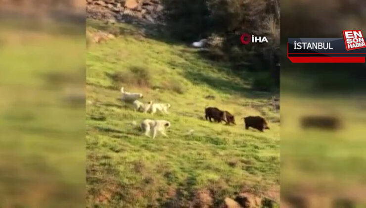 Sokak köpekleri kente inen domuzları kovaladı