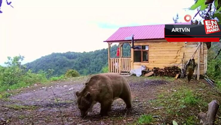 Artvin’de bağ meskeninin kapısını boz ayı zorladı