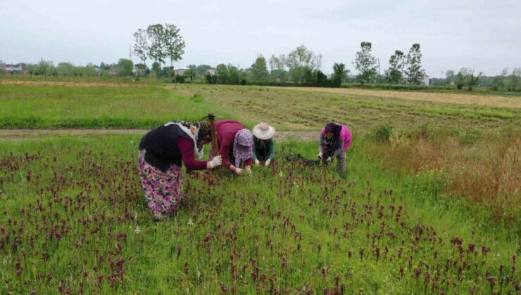 Samsun’da salep hasadına başlandı: Kilosu 2 bin liradan satılıyor