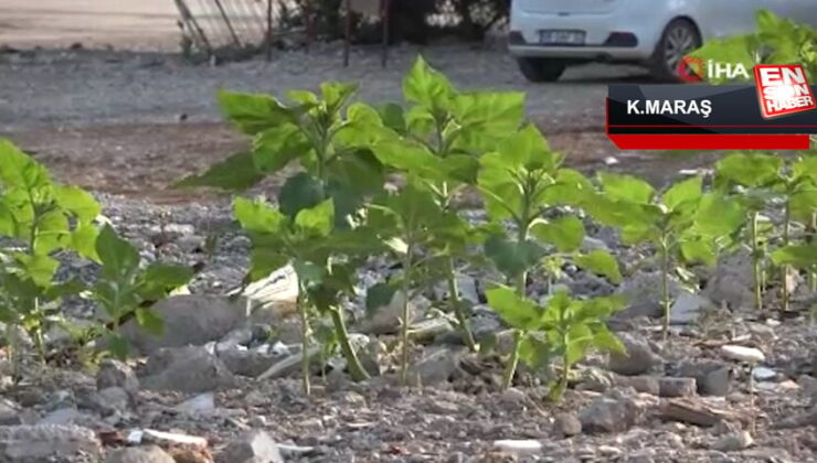 Kahramanmaraş’ta çöken kuruyemiş dükkanının enkazından ayçiçekleri uzunluk verdi