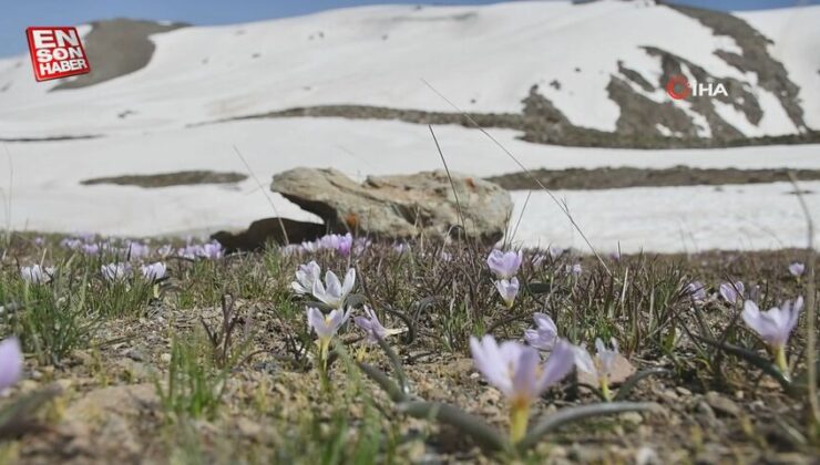 Şırnak’ta karlar eridi, yılın son kardelenleri çiçek açtı