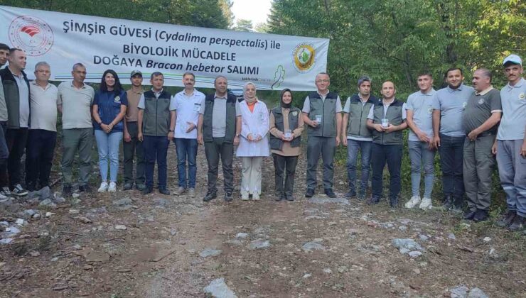 Ormanlarda şimşir güvesi zararlısı ile mücadelede olumlu sonuçlar alındı