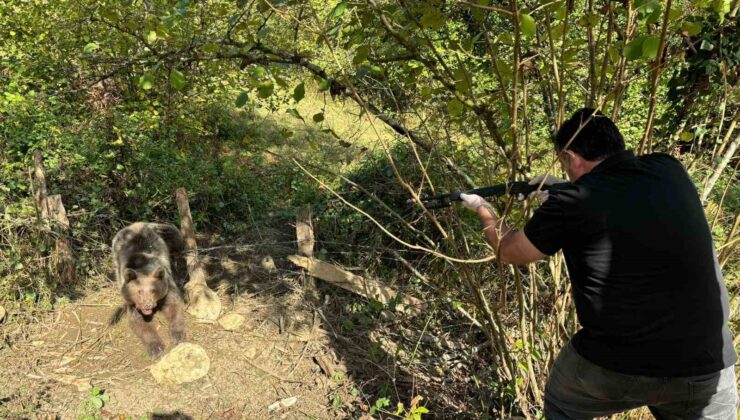 Bartın’da ayı kurtarma operasyonu