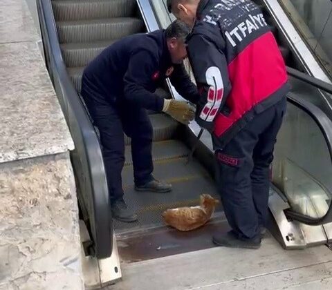 Ayağı yürüyen merdivene sıkışan kedi acı içerisinde yardım bekledi