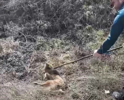 Kuyuya düşen çakal kurtarıldı