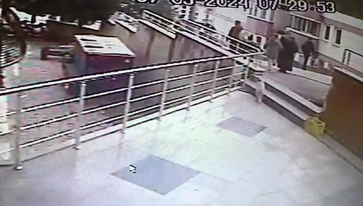 Sokak kedilerine çarpan sürücülere 14 bin 432 lira ceza