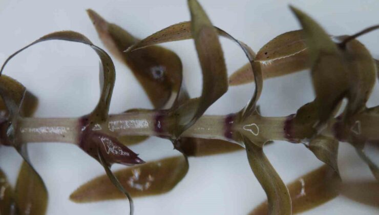 Türkiye’de ilk defa görülen yabancı bitki türü teşhis edildi