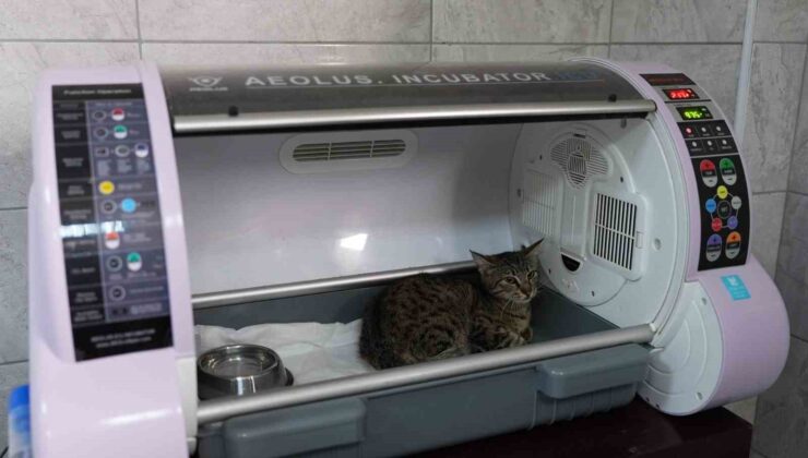 Düzce’de sokak hayvanları emin ellerde