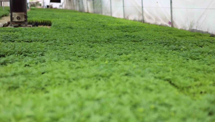 Safranbolu’da 200 bin çiçek üretildi