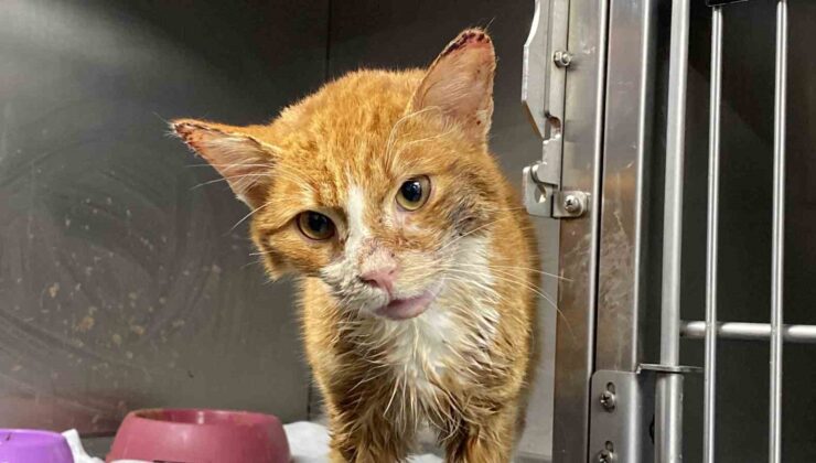 Şiddet uygulanarak çenesi kırılan kedinin tedavisi sürüyor