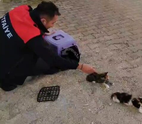 Havalandırmada mahsur kalan anne kedi ve yavrularını itfaiye ekipleri kurtardı