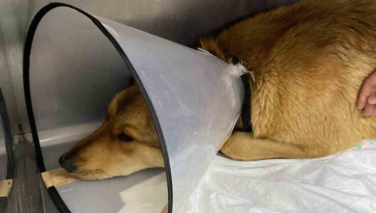 Ticari taksinin çarptığı sokak köpeğinin imdadına hayvan severler koştu