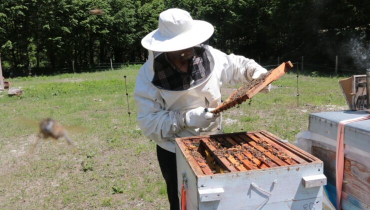 Yığılca’ya yeni bal ormanı