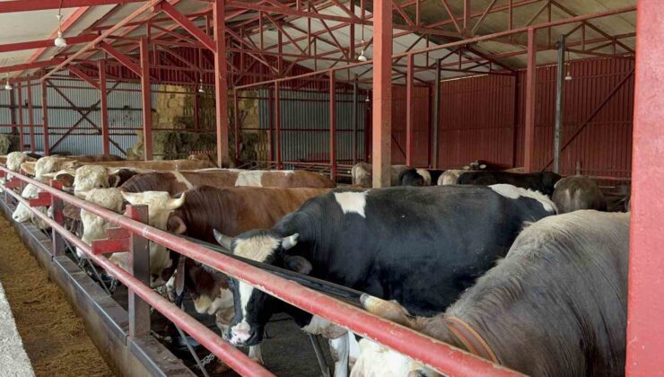 Bakanlıktan aldığı destekle hayvan sayısını 4’e katladı