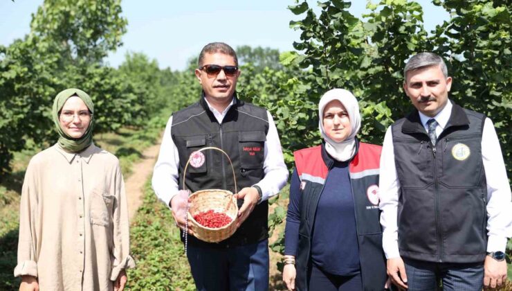 Fındığın yanında dağ çileği üretilecek