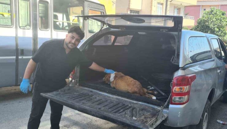 Hamile köpeği tanımadıkları evin önüne terk edip kaçtılar