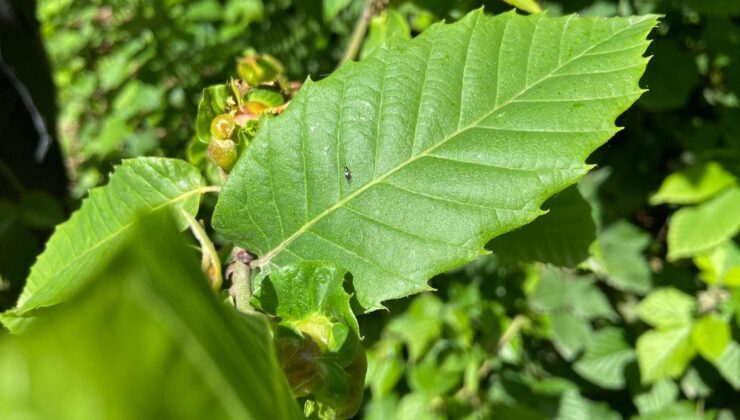 Kestane ormanlarına savaşçı böcekler bırakıldı
