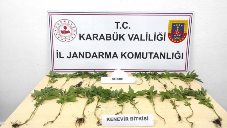 Ormanda kenevirleri sularken suçüstü yakalandı