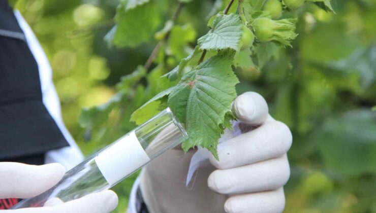 Savaşçı böcekler doğaya sanıldı