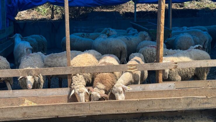 Zonguldak’ta kurban bayramına sayılı günler kala kurbanlık pazarında hareketlilik başladı