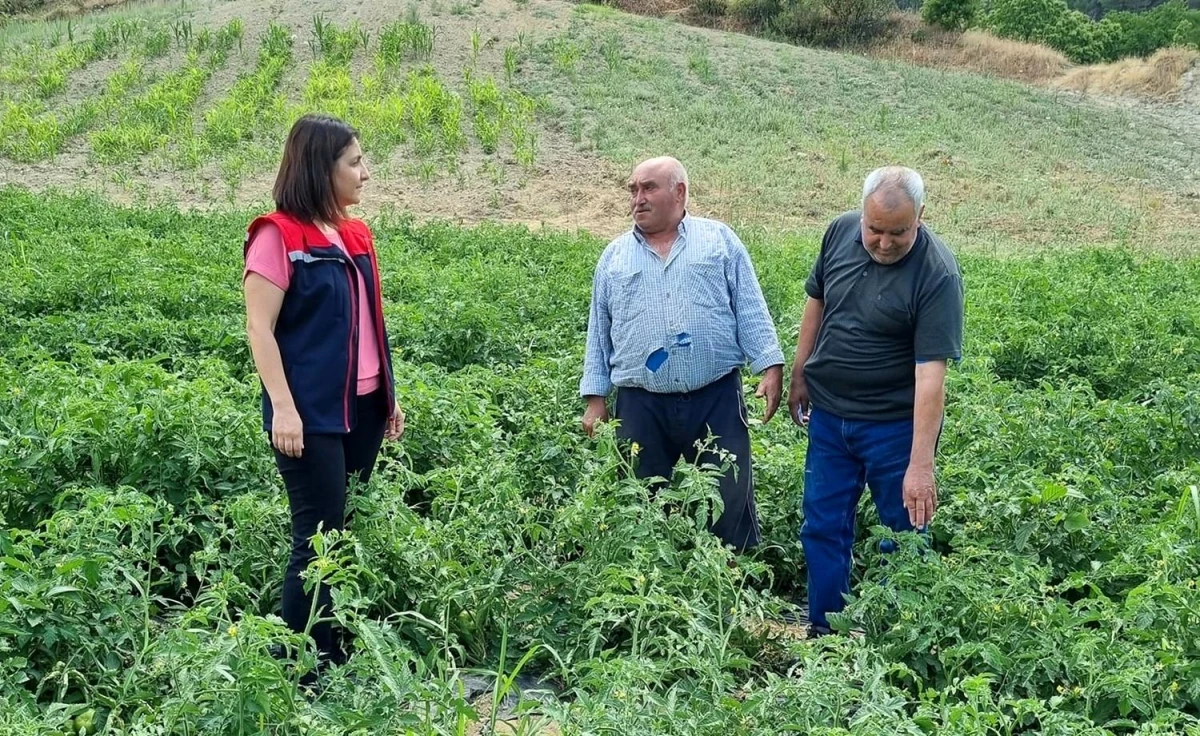 Aydın’da Geçici Domates Üretimi Projesi Kapsamında Fideler Kontrol Edildi