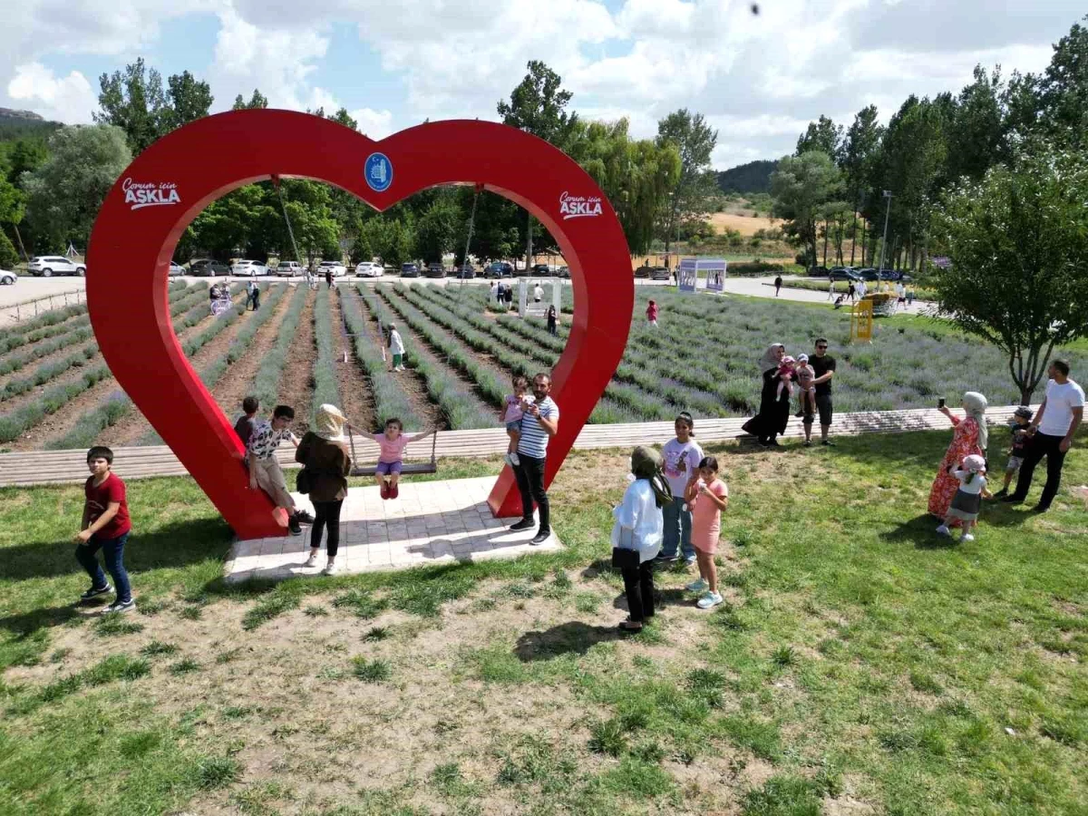 Çorum Belediyesi tarafından oluşturulan Lavanta Bahçesi ziyarete açıldı