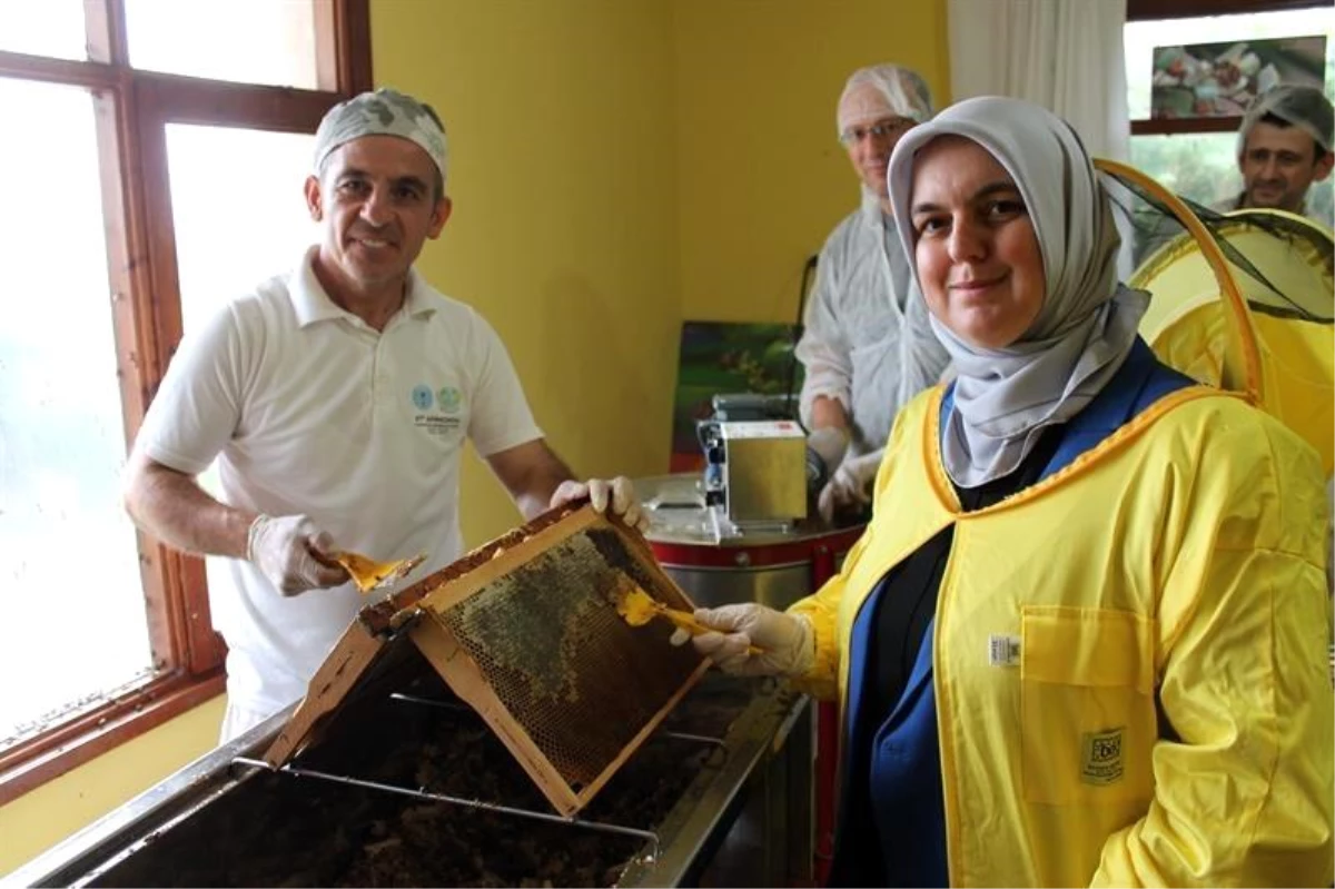 Düzce’de Kestane Balı Sağımı Başladı