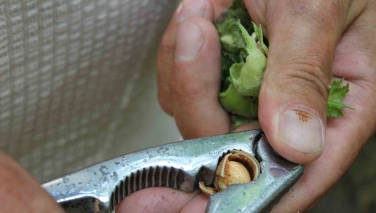 Fındıkta rekolte çalışması yapılıyor