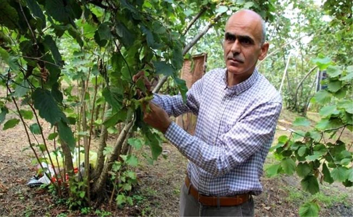 Giresun Ziraat Odası Başkanı: Fındıkta Taban Fiyat Açıklanmalı