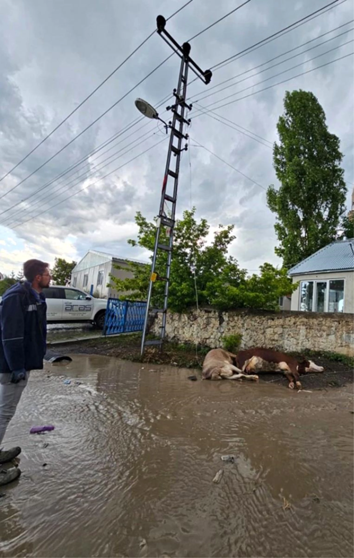 Kars’ta Elektrik Teli Kopması Sonucu 2 Büyükbaş Hayvan Telef Oldu