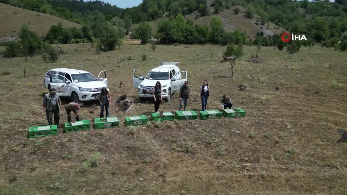 Kastamonu’da doğaya 900 keklik salındı