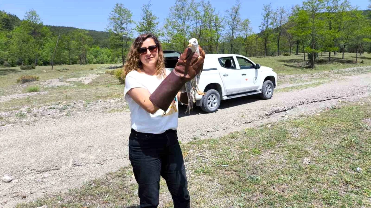 Kastamonu’da Tedavi Gören Yaralı Hayvanlar Doğaya Salındı