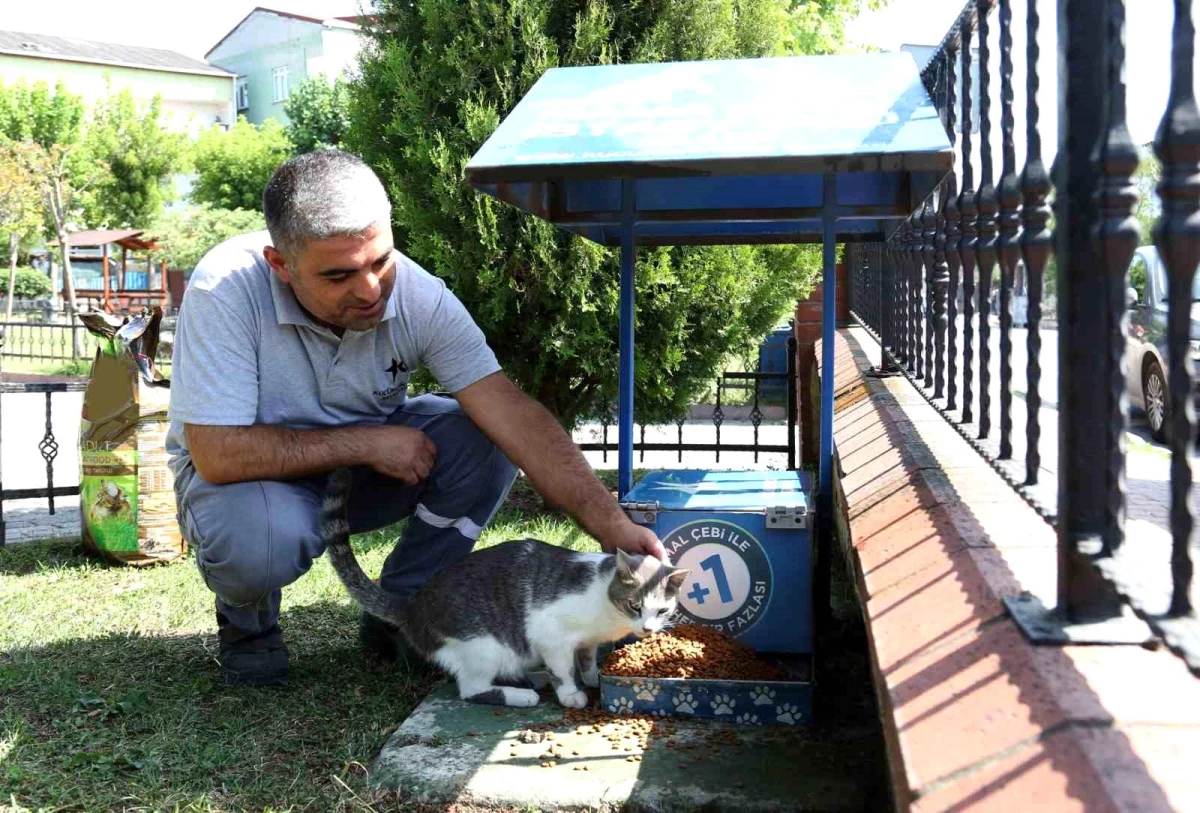 Küçükçekmece Belediyesi Sokak Hayvanları İçin Çalışmalar Yürütüyor