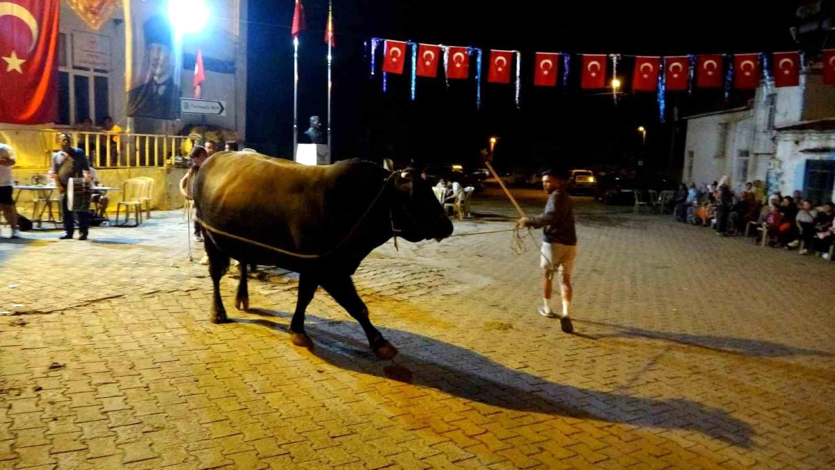 Muğla’da Boğa Güreşi Festivali Düzenlendi